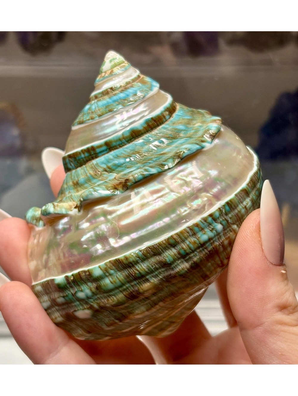 Natural Green Turbo Shell | Polished Seafoam Turban Shell | Large Ocean Seashell
